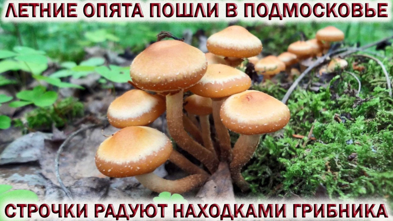 Весенние строчки
