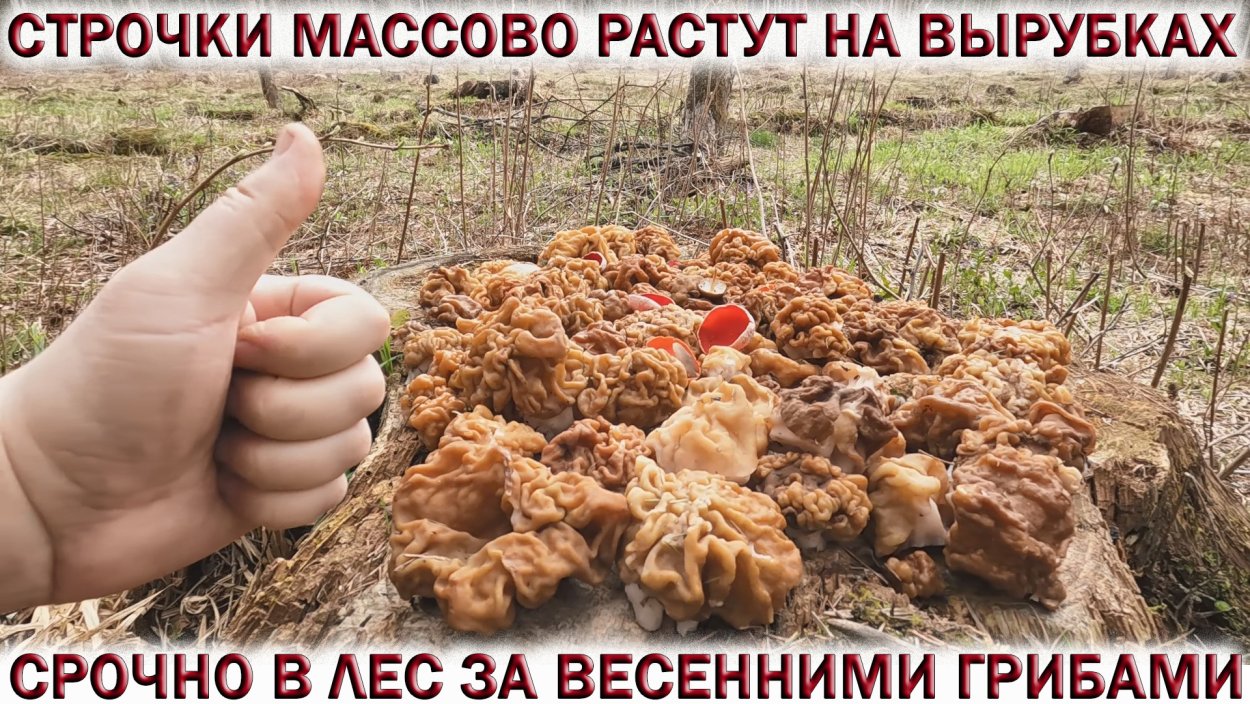 Грибы 2022 Конаково