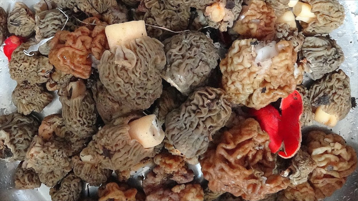 Сморчки грибы съедобные