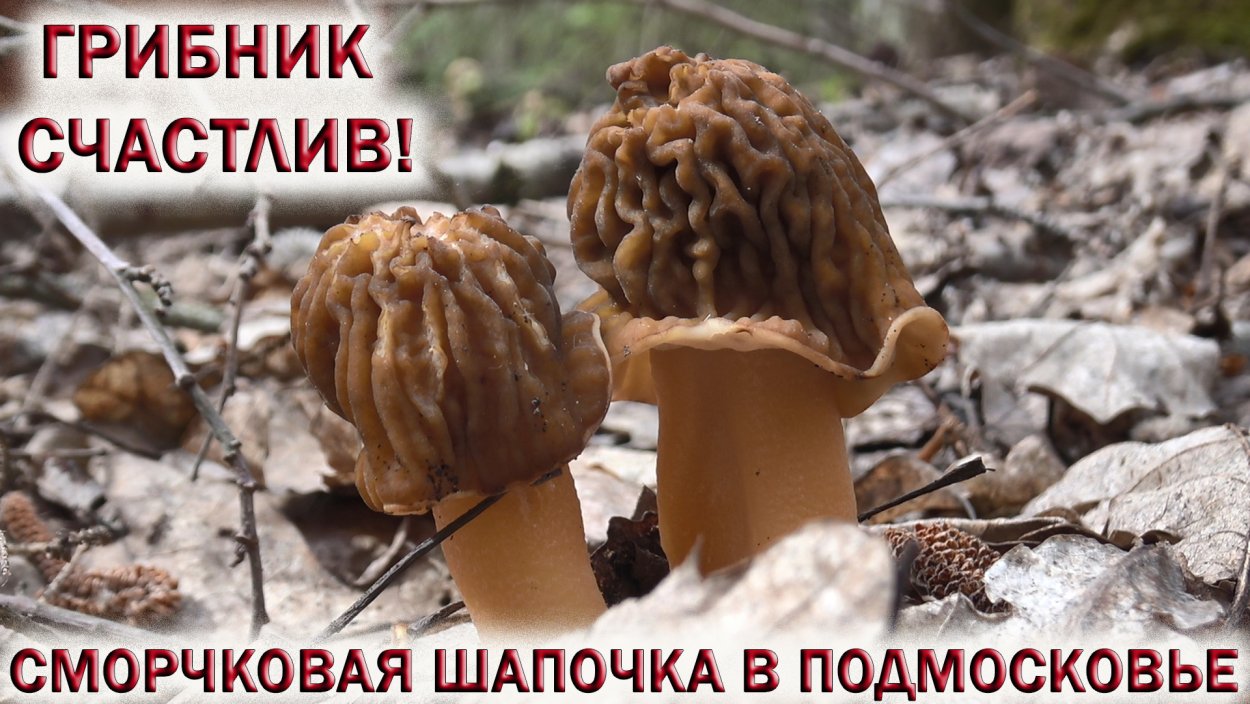 Первые весенние грибы