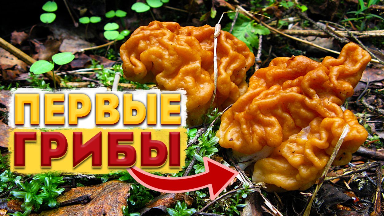Самый большой гриб в мире Орегон