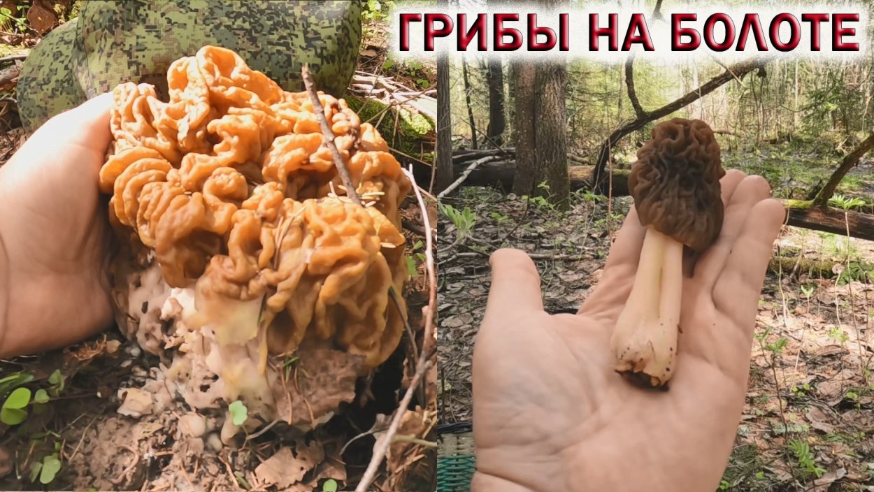 Съедобные и несъедобные грибы раскраска