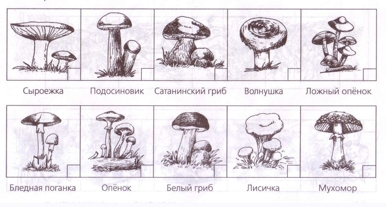 Грибы для детей с названиями съедобные и несъедобные