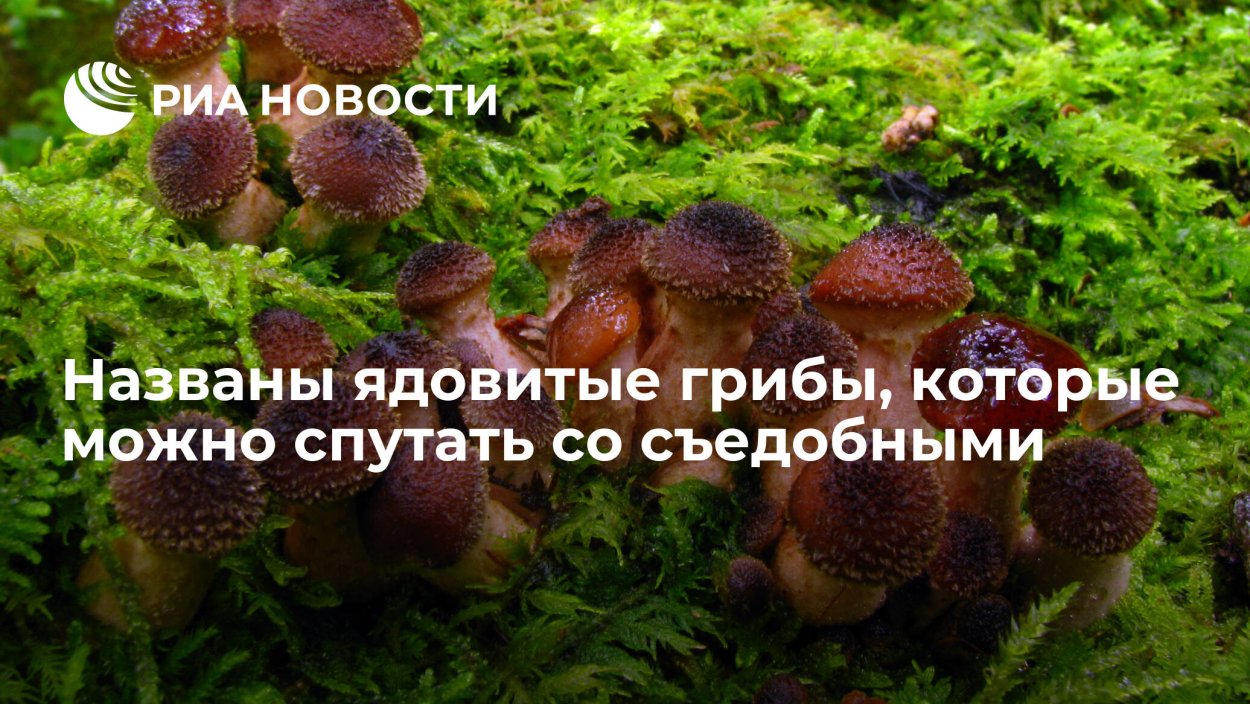 Общая характеристика шляпочных грибов