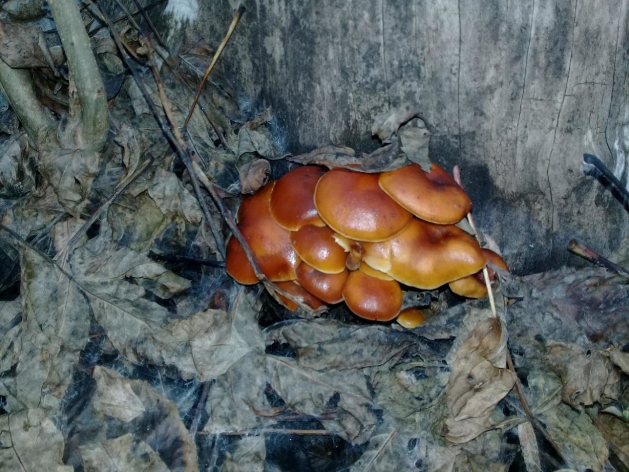 Опенок серопластинчатый Hypholoma