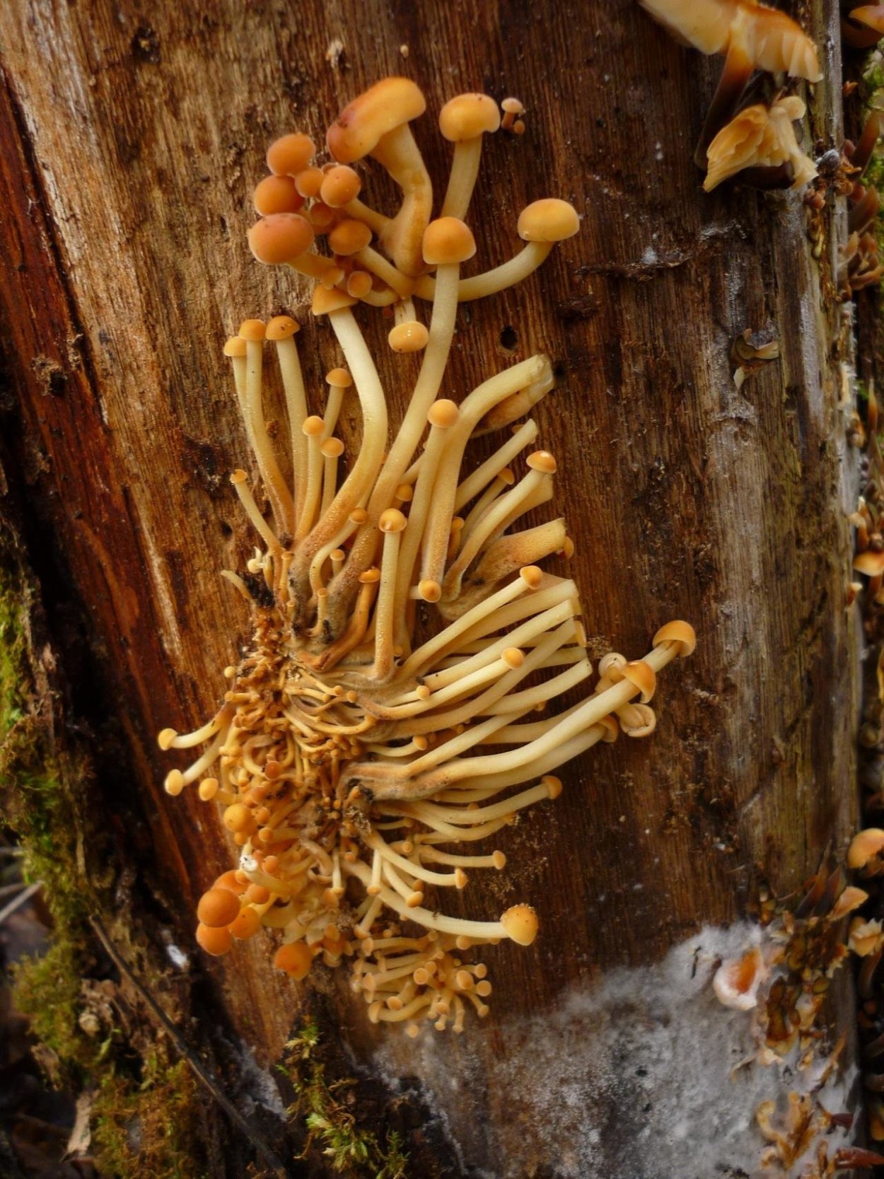 Опёнок зимний Flammulina velutipes