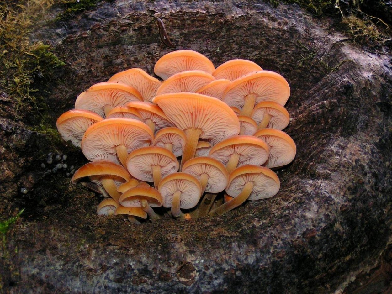 Зимний гриб фламмулина