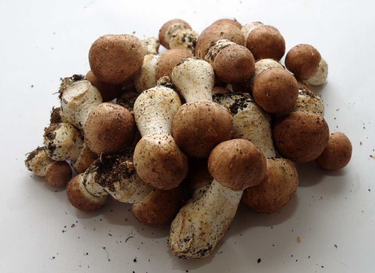 Шампиньон августовский Agaricus augustus