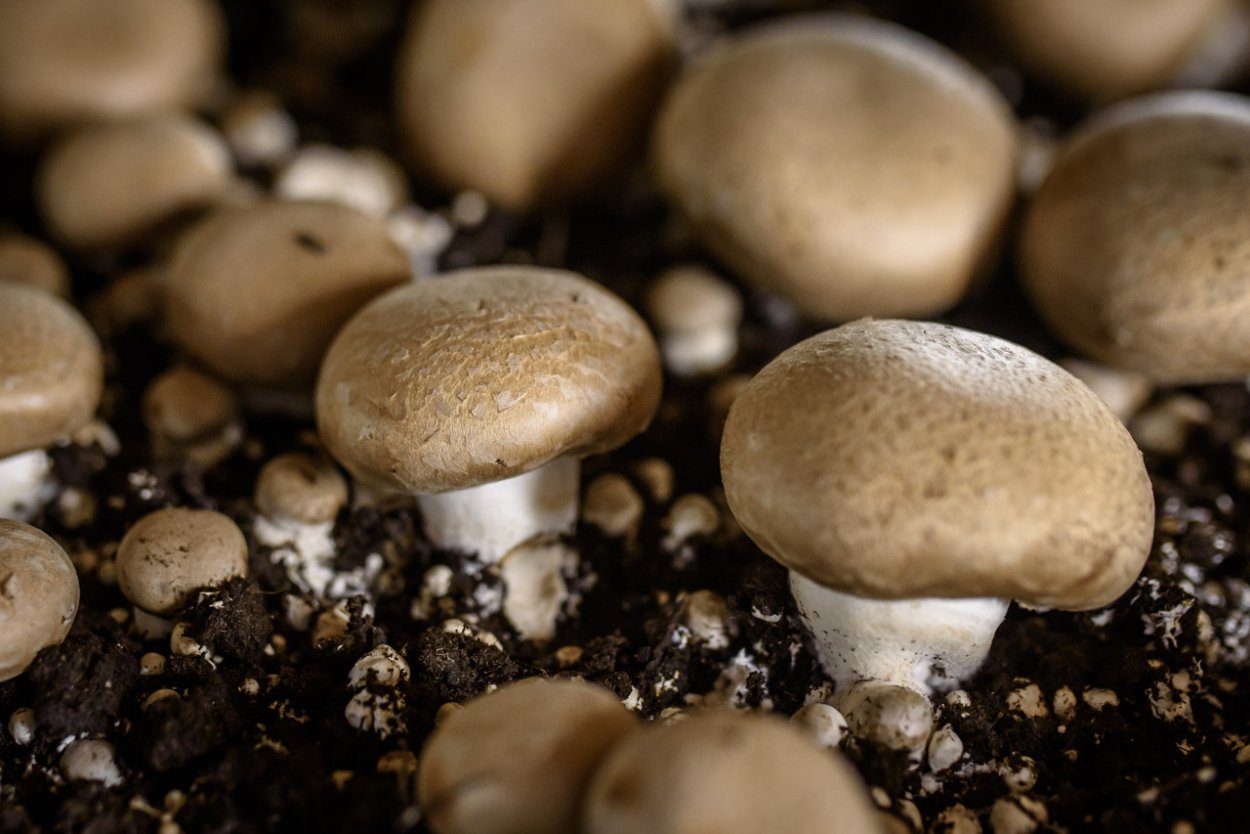 Гриб Agaricus