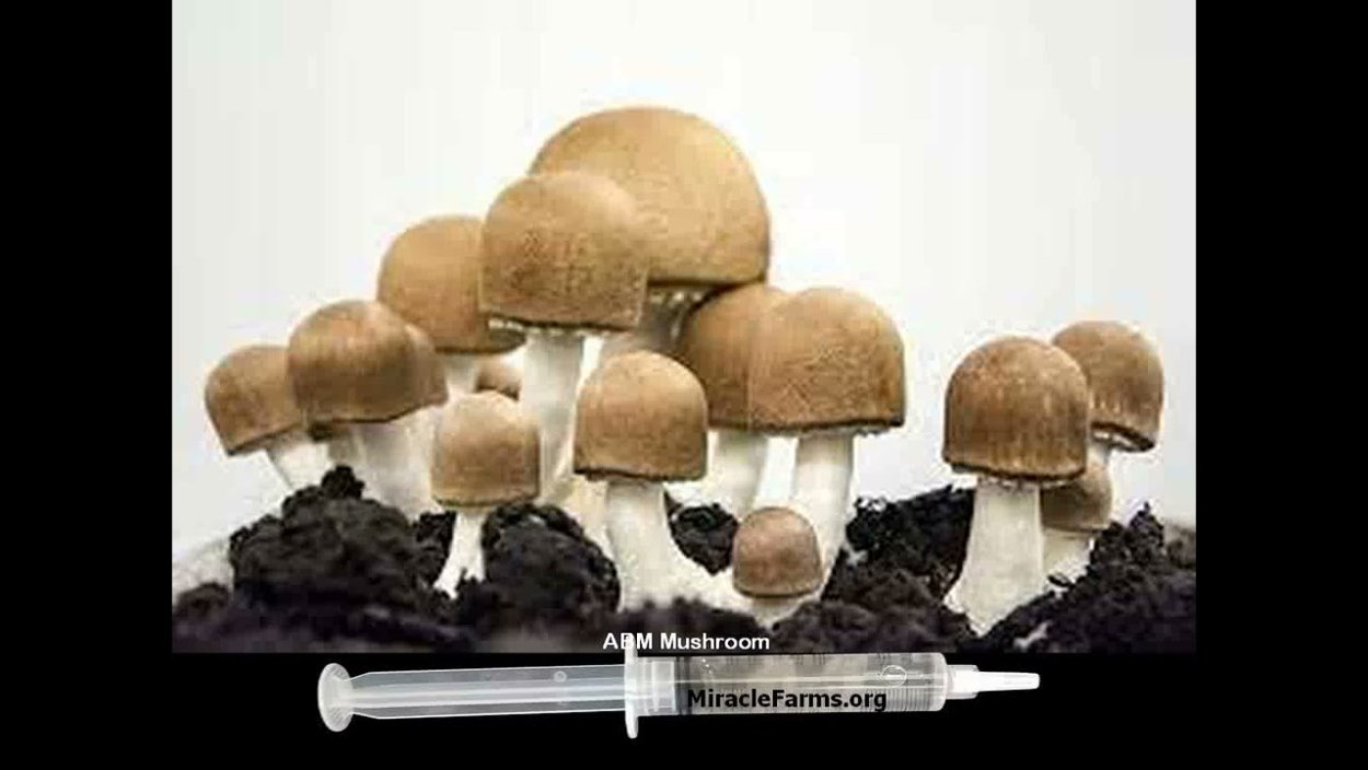 Agaricus Brasiliensis