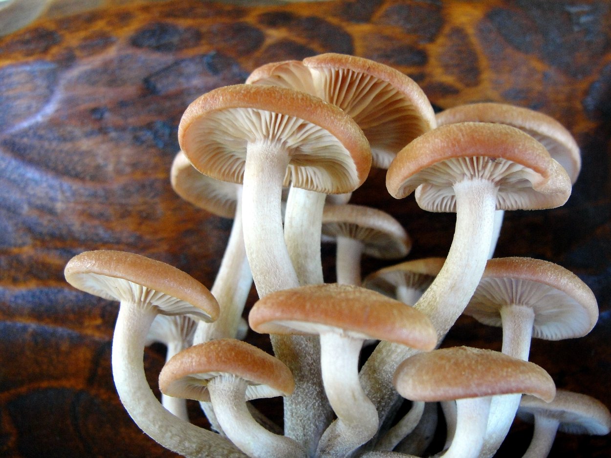Гриб Agaricus Blazei