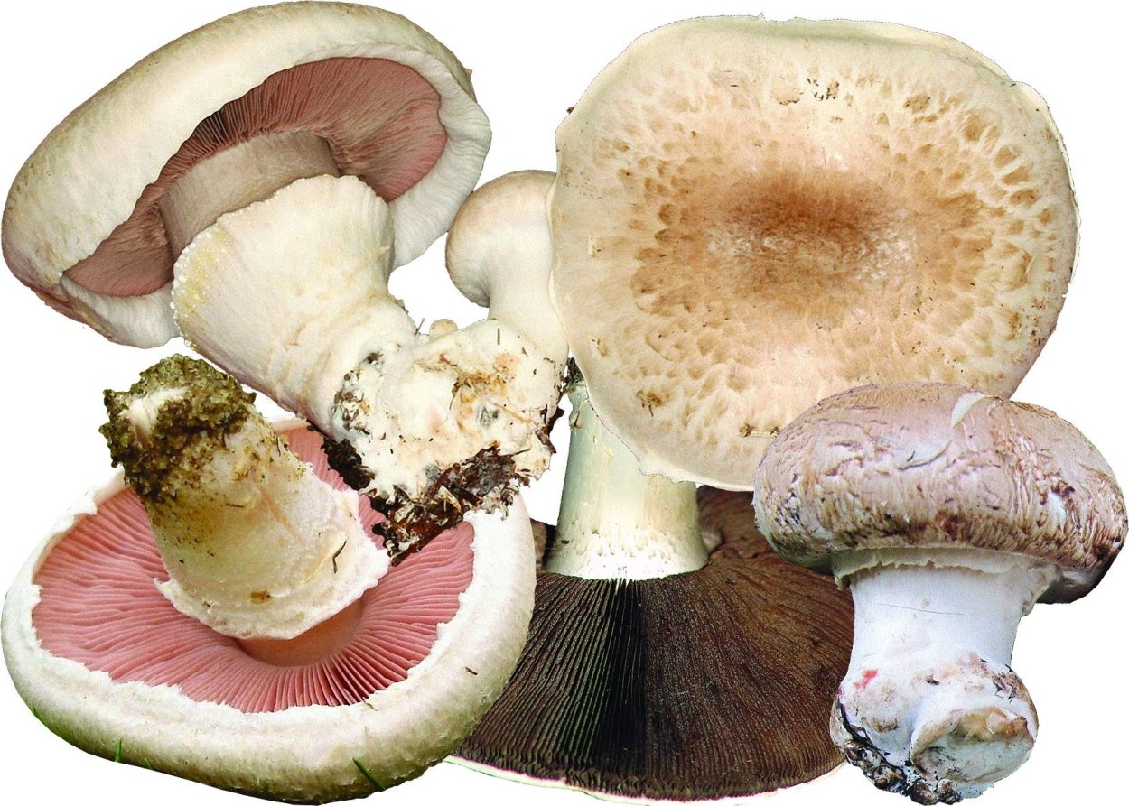 Шампиньон двуспоровый (Agaricus bisporus)