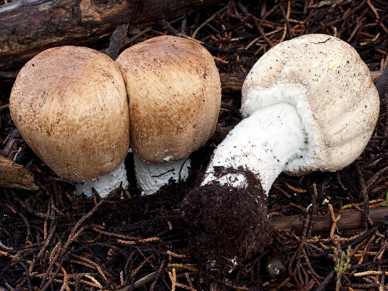 White Mushroom isolated White