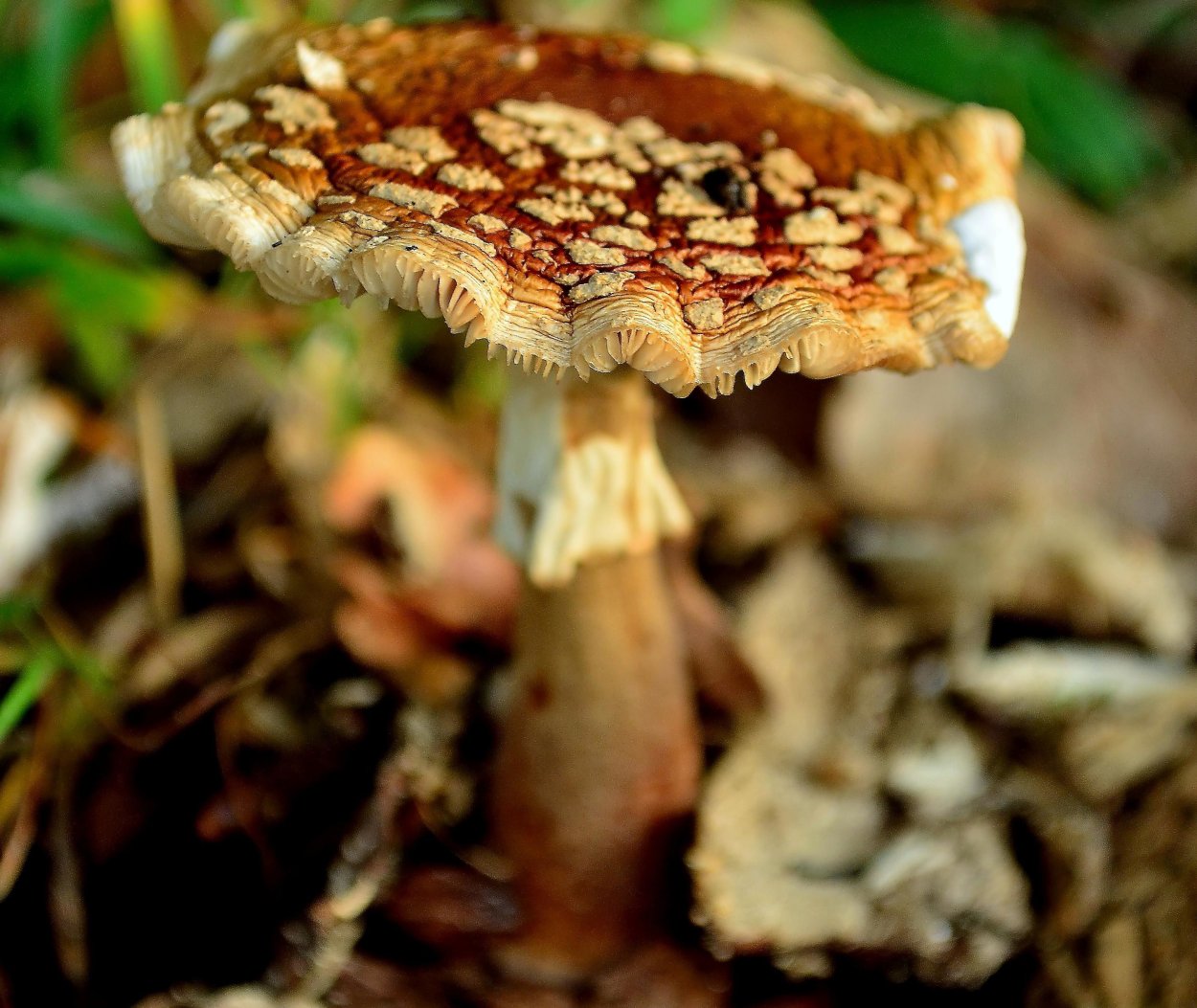 Шампиньон двуспоровый (Agaricus bisporus)