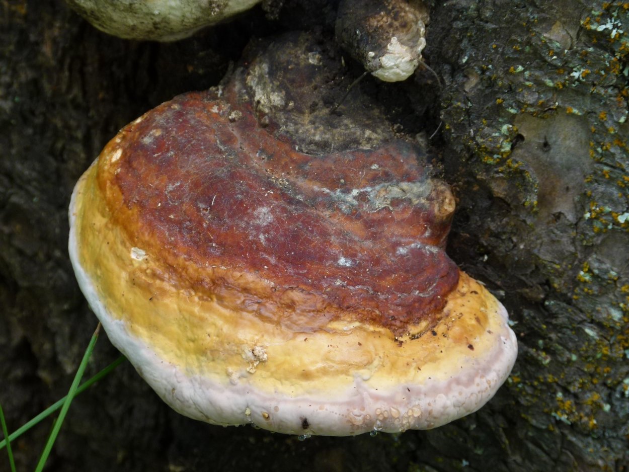 Шиитаке Lentinula edodes