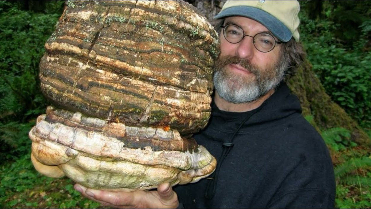 Шампиньон полевой Agaricus arvensis