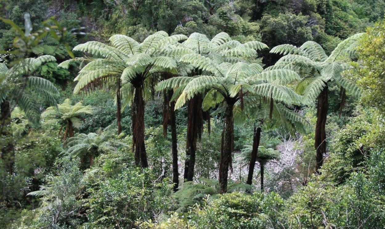 Cyathea medullaris