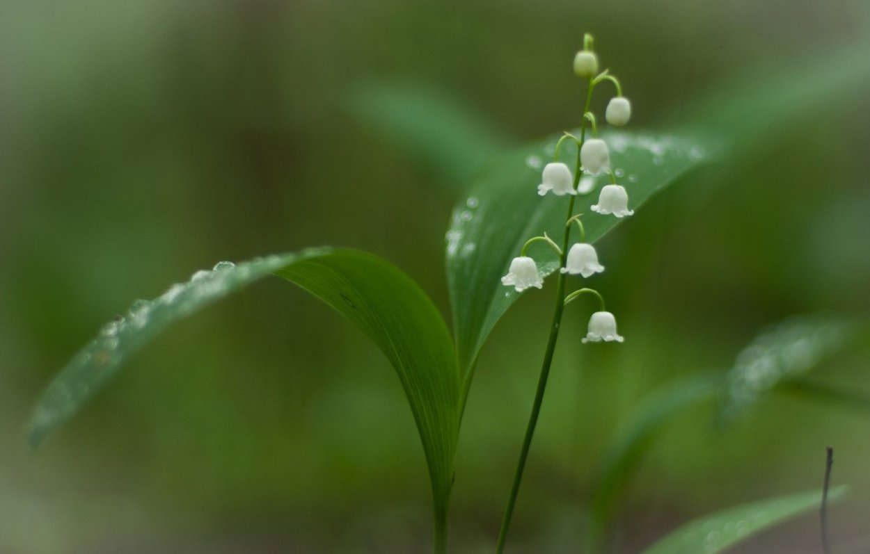 Ландыш Закавказский (Convallaria transcaucasica)