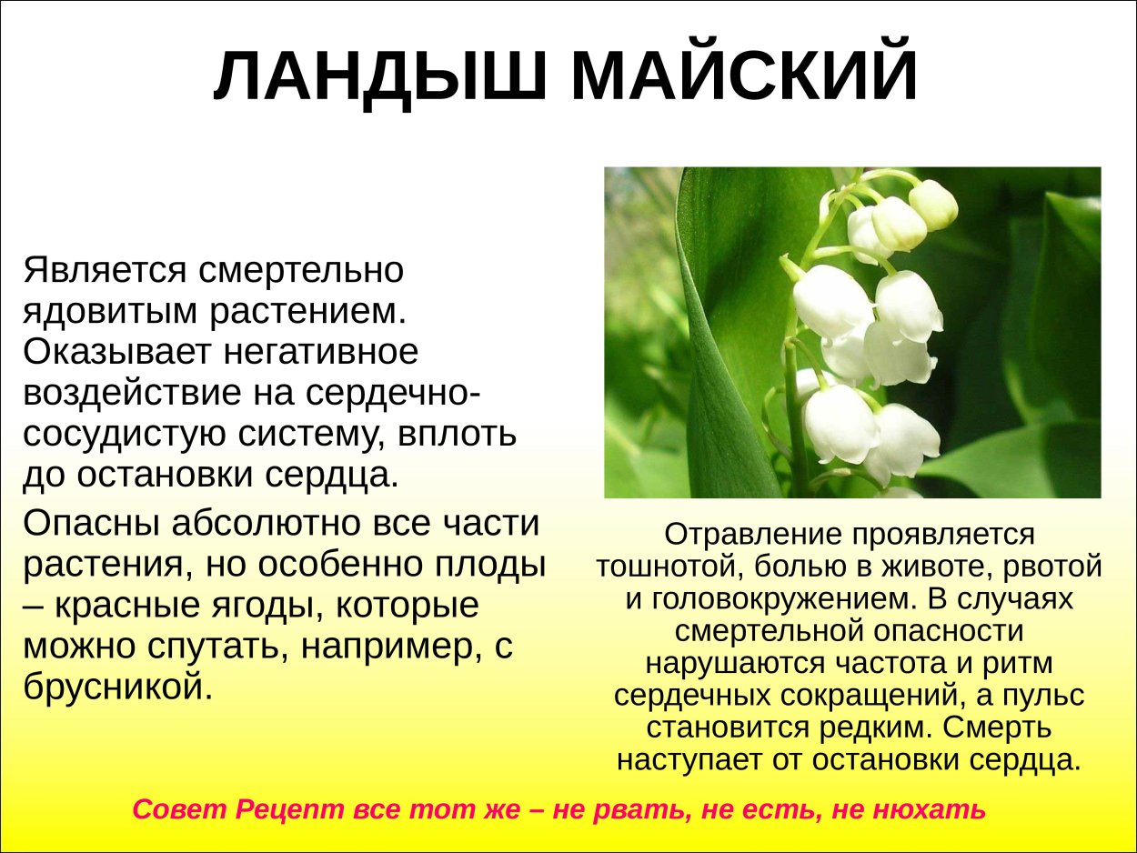 Первоцветы Лесные Ландыши