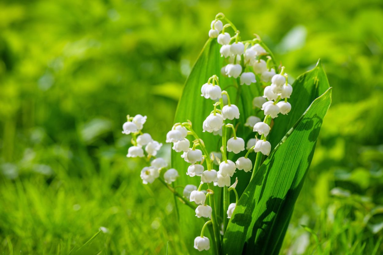 Lily of the Valley Poison