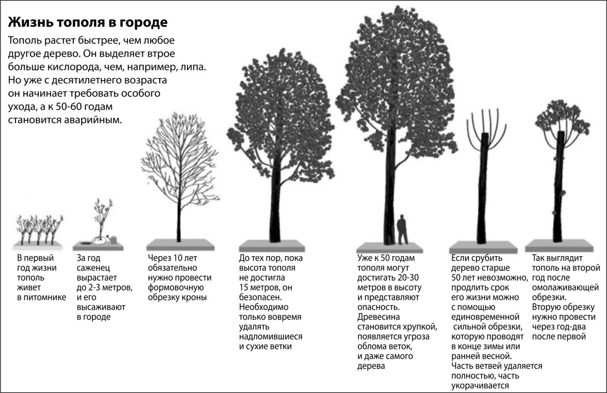 Тополь диаметр высота дерева