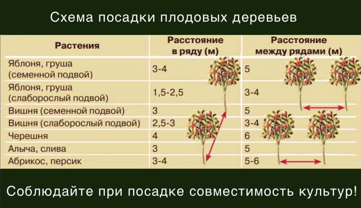 Схема посадки плодовых деревьев