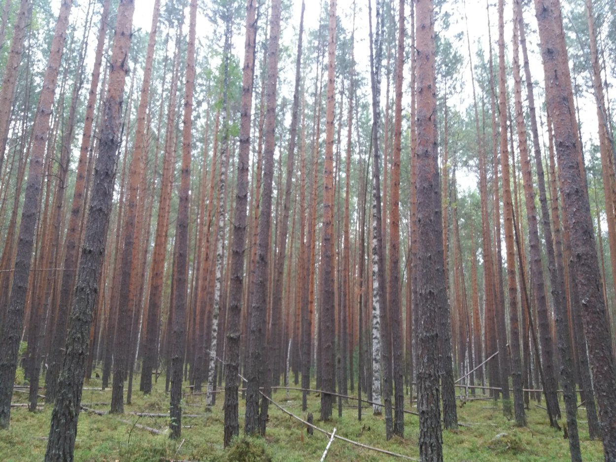 Карыжский лес Курская область