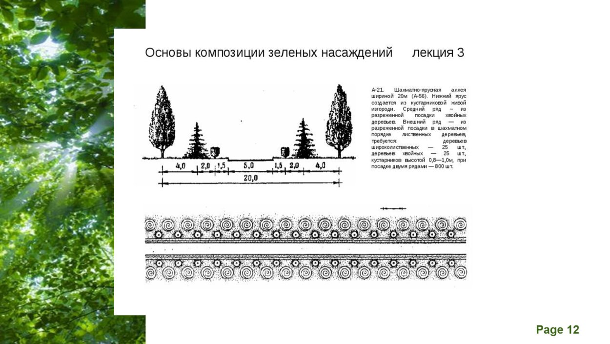 Композиции древесно-кустарниковых насаждений