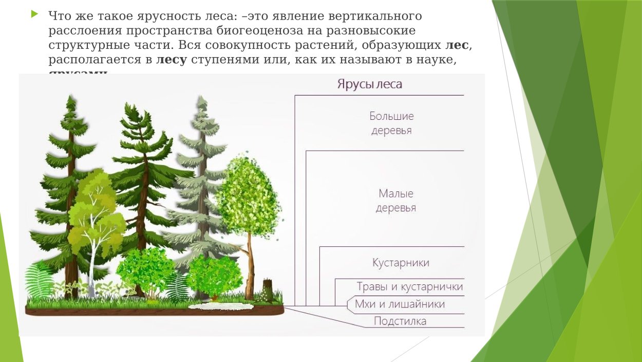 Ярусы леса схема