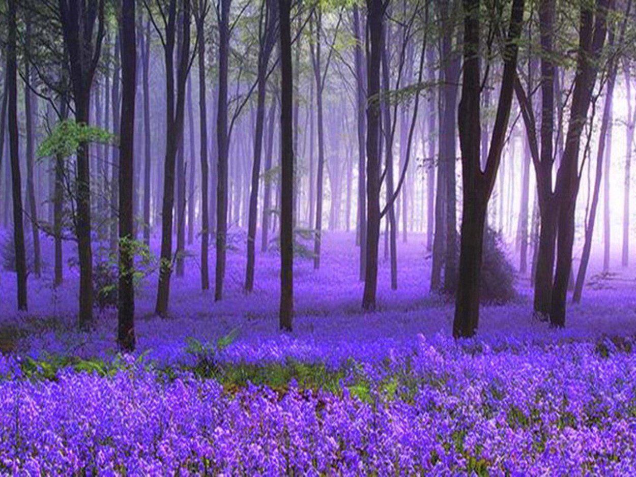 Фиолетовая природа