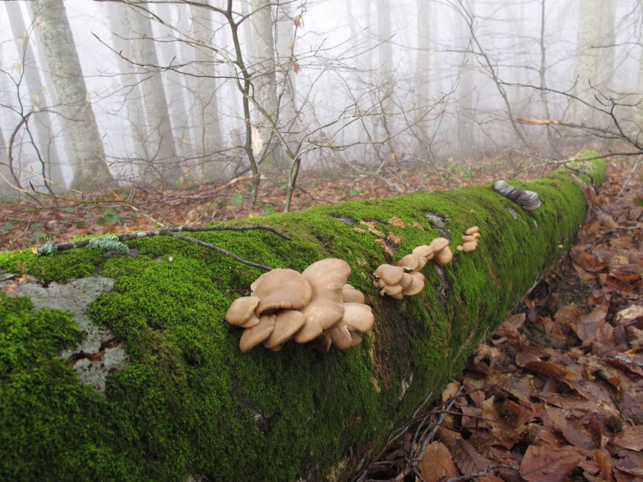 Вешенка легочная Pleurotus pulmonarius