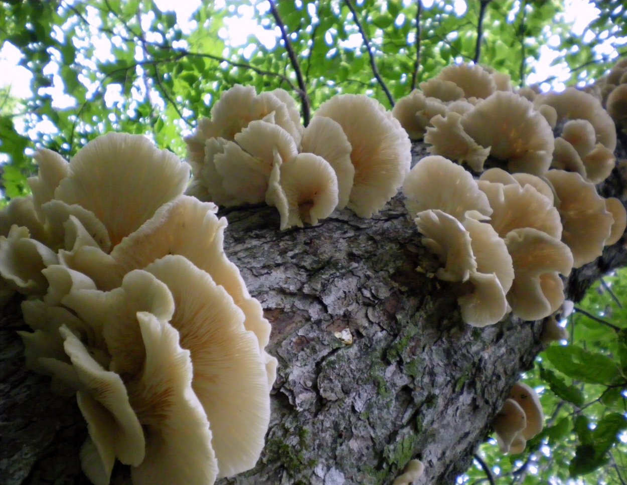 1. Armillaria mellea – опенок осенний