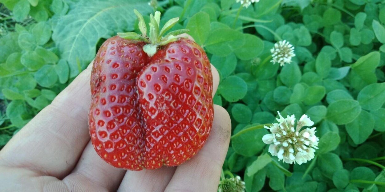 Большая земляника на кустах