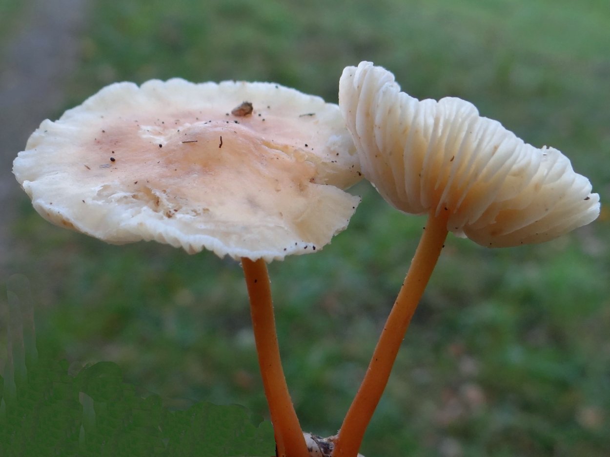 Гриб Marasmius scorodonius