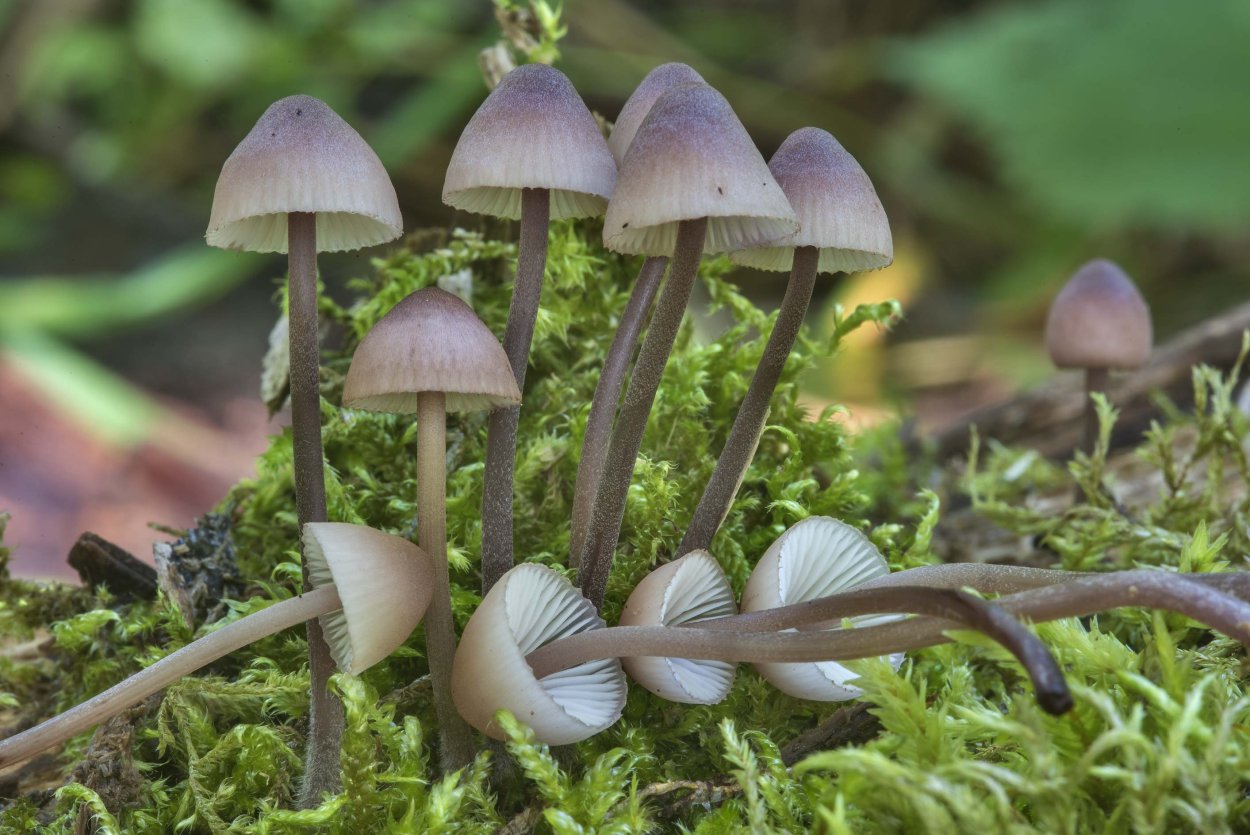 Мицена пурпурная (Mycena Adonis).