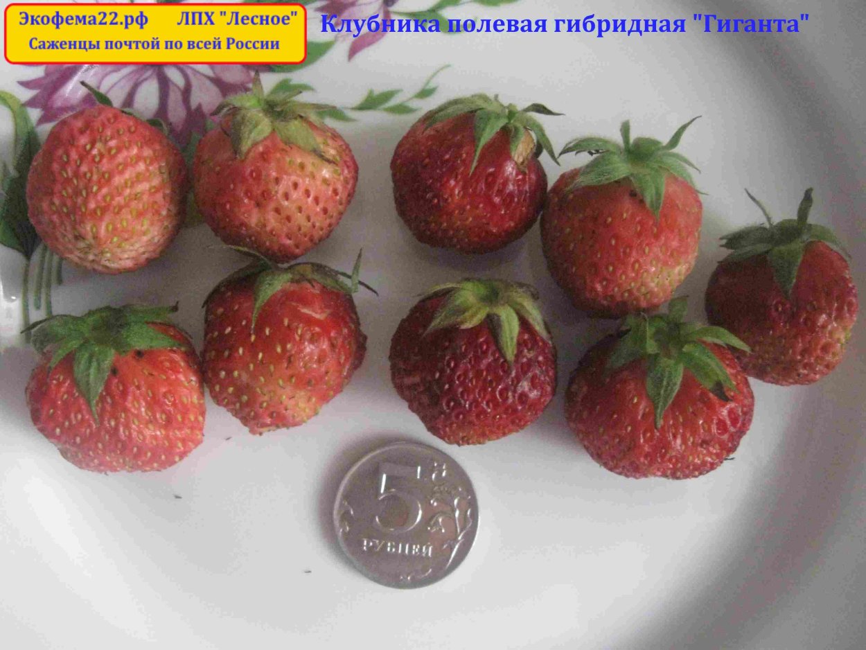 Клубника Полевая сорта