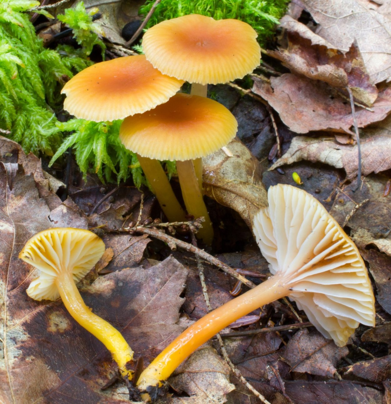 Гигроцибе коническая (лат. Hygrocybe conica)