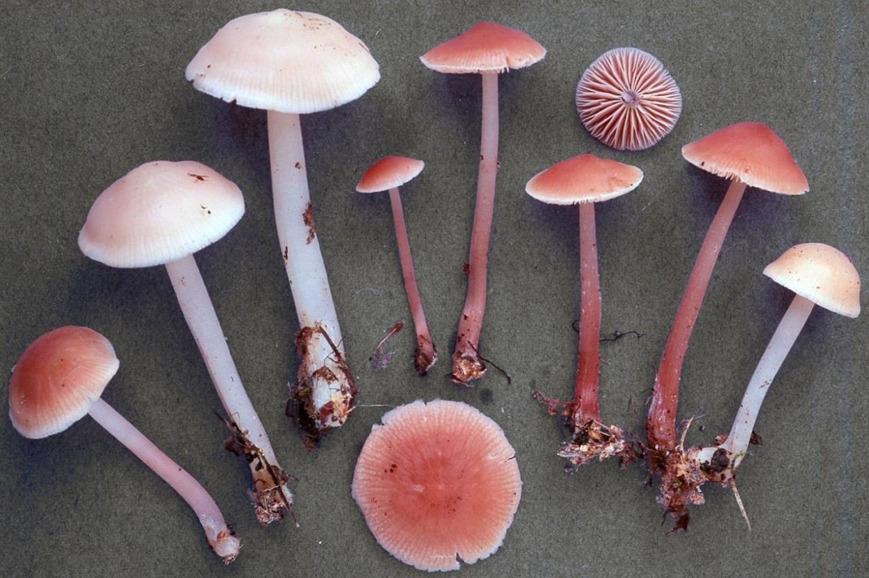 Мицена розовая Mycena rosea