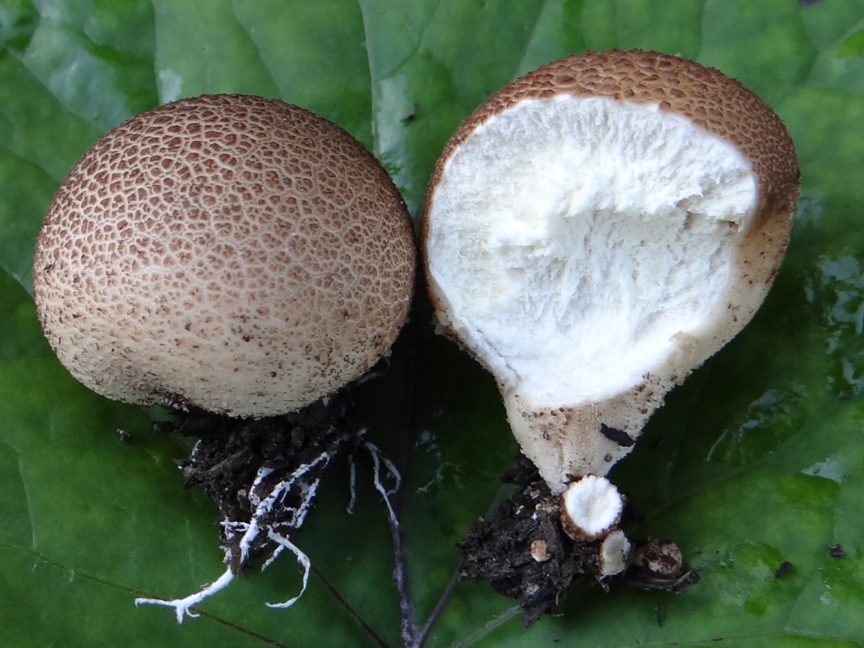 Lycoperdon umbrinum