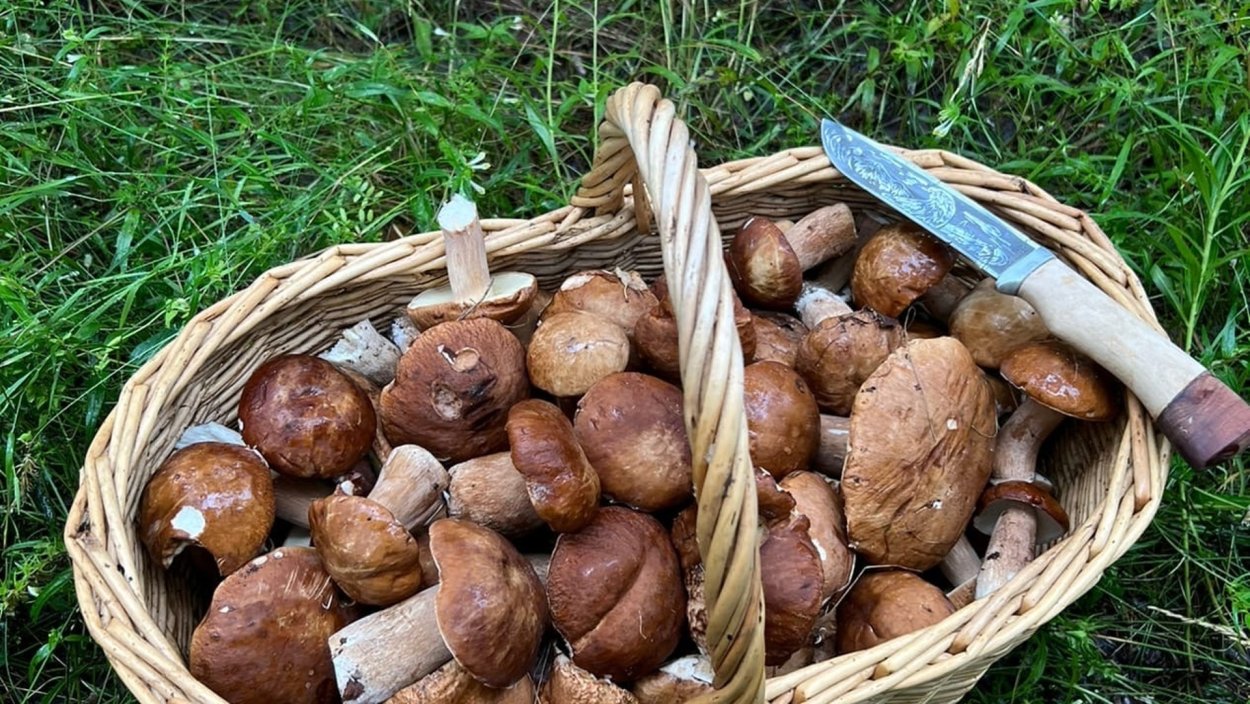 Грибы Киноки