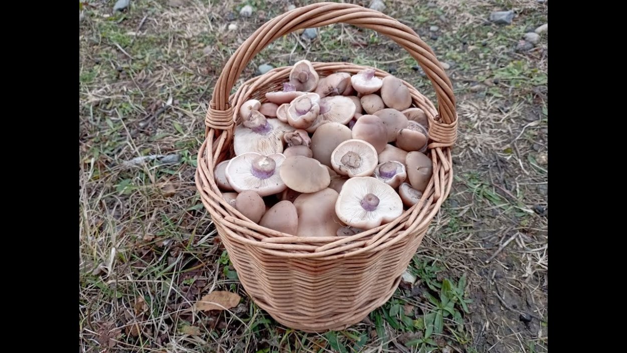 Поляна белых грибов