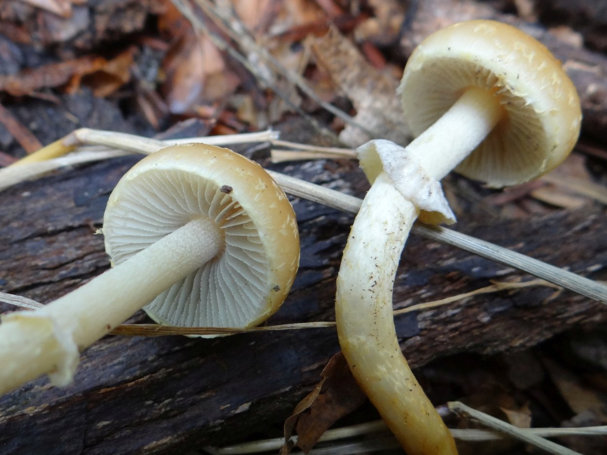 Строфария корончатая Psilocybe Coronilla