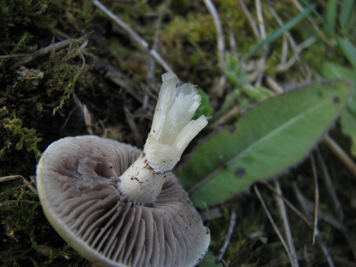 Строфария корончатая Psilocybe Coronilla