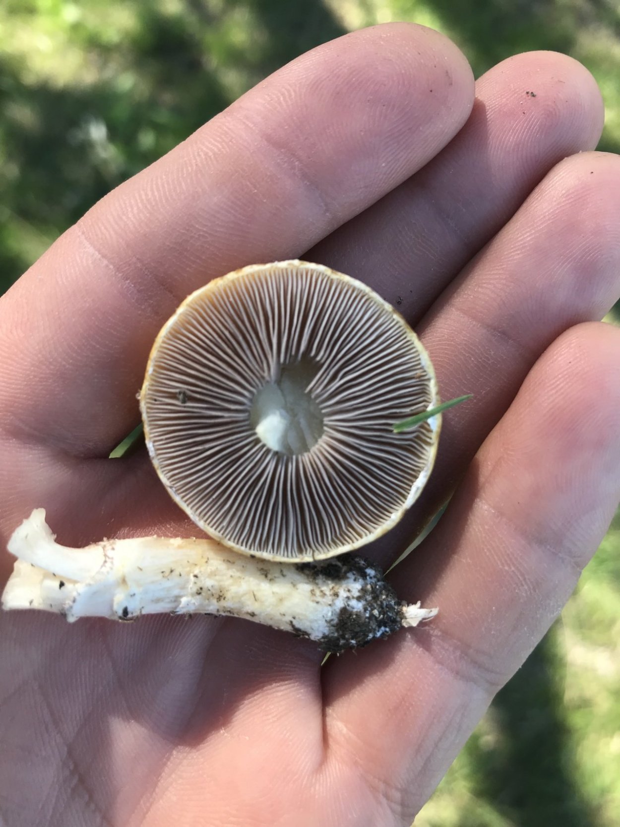 Stropharia pseudocyanea