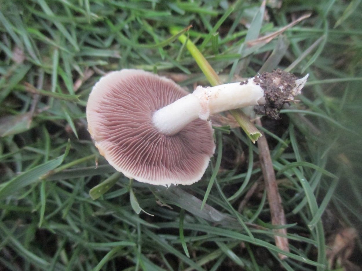 Stropharia caerulea