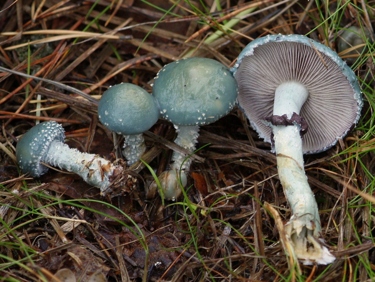 Строфария корончатая Psilocybe Coronilla