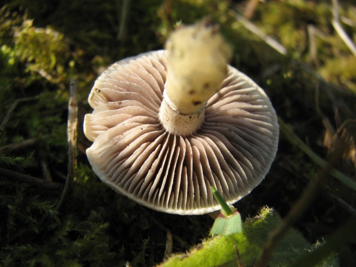 Строфария корончатая (Psilocybe Coronilla, syn. Stropharia Coronilla).