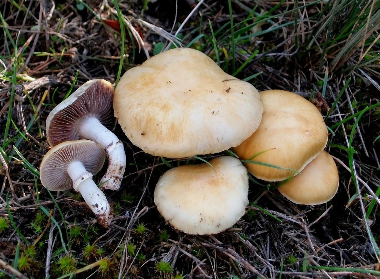 Строфария корончатая Stropharia Coronilla