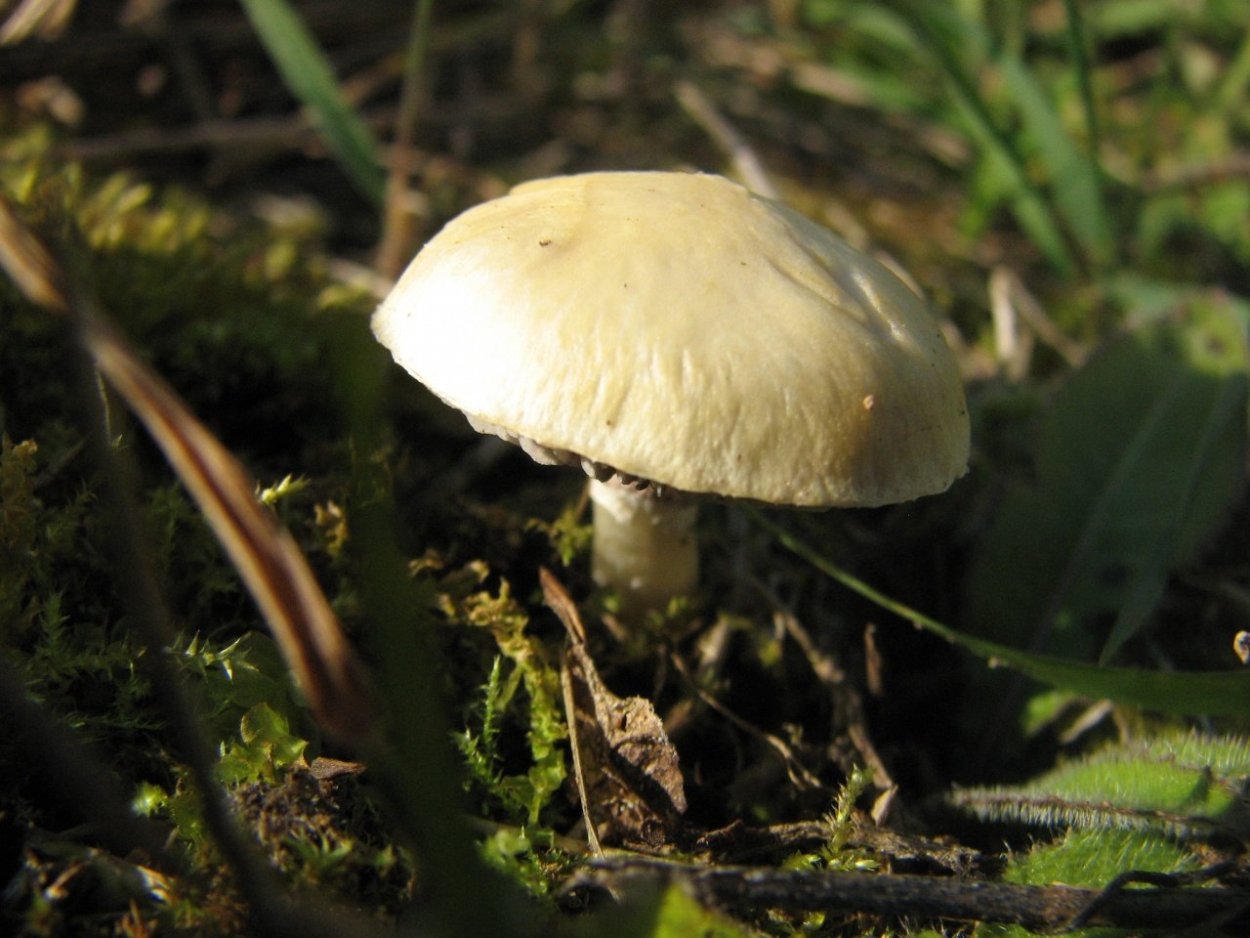 Строфария корончатая Stropharia Coronilla