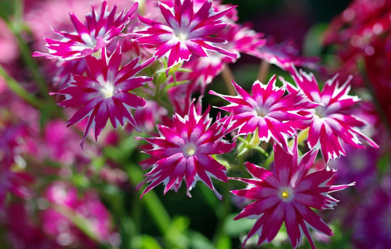 Phlox subulata массивы